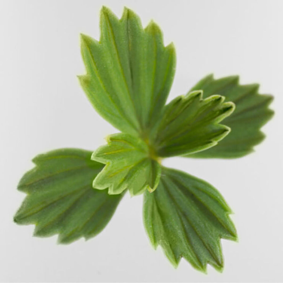 crema nera reviscentalis meta concentrate