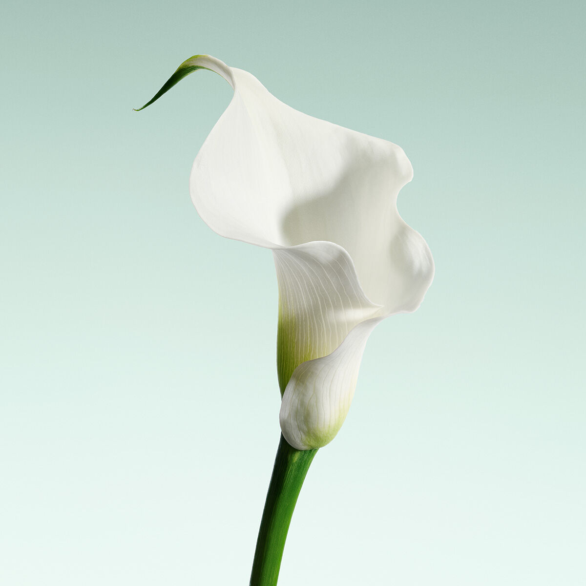 armani priv  vert malachite