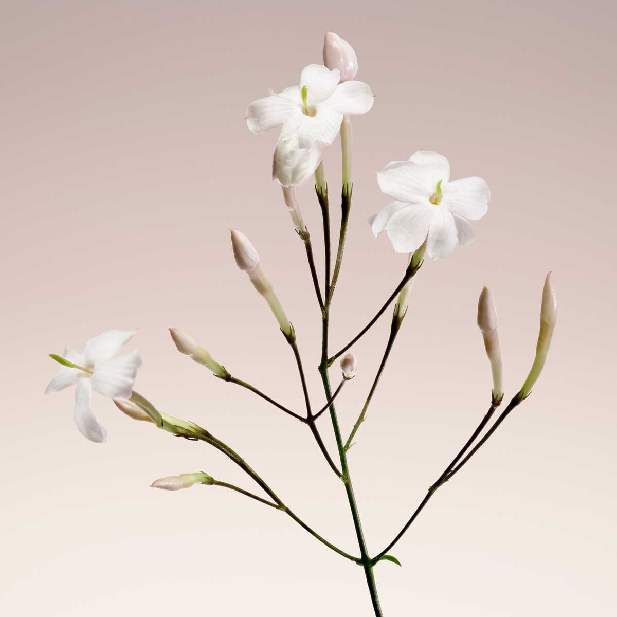 armani priv  blanc kogane