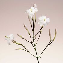 armani priv  blanc kogane