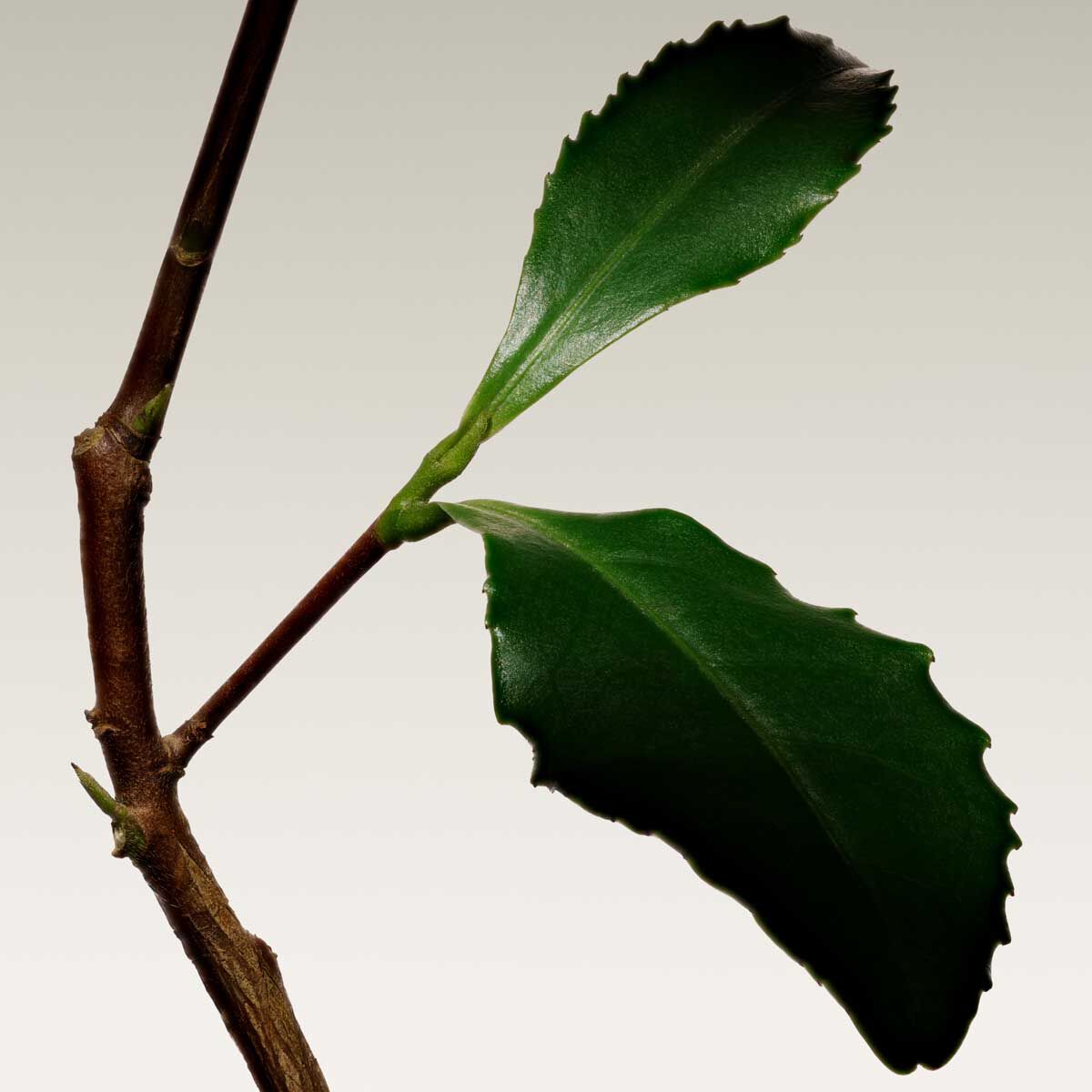 armani priv  the yulong