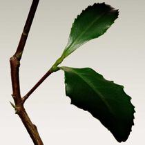 armani priv  the yulong