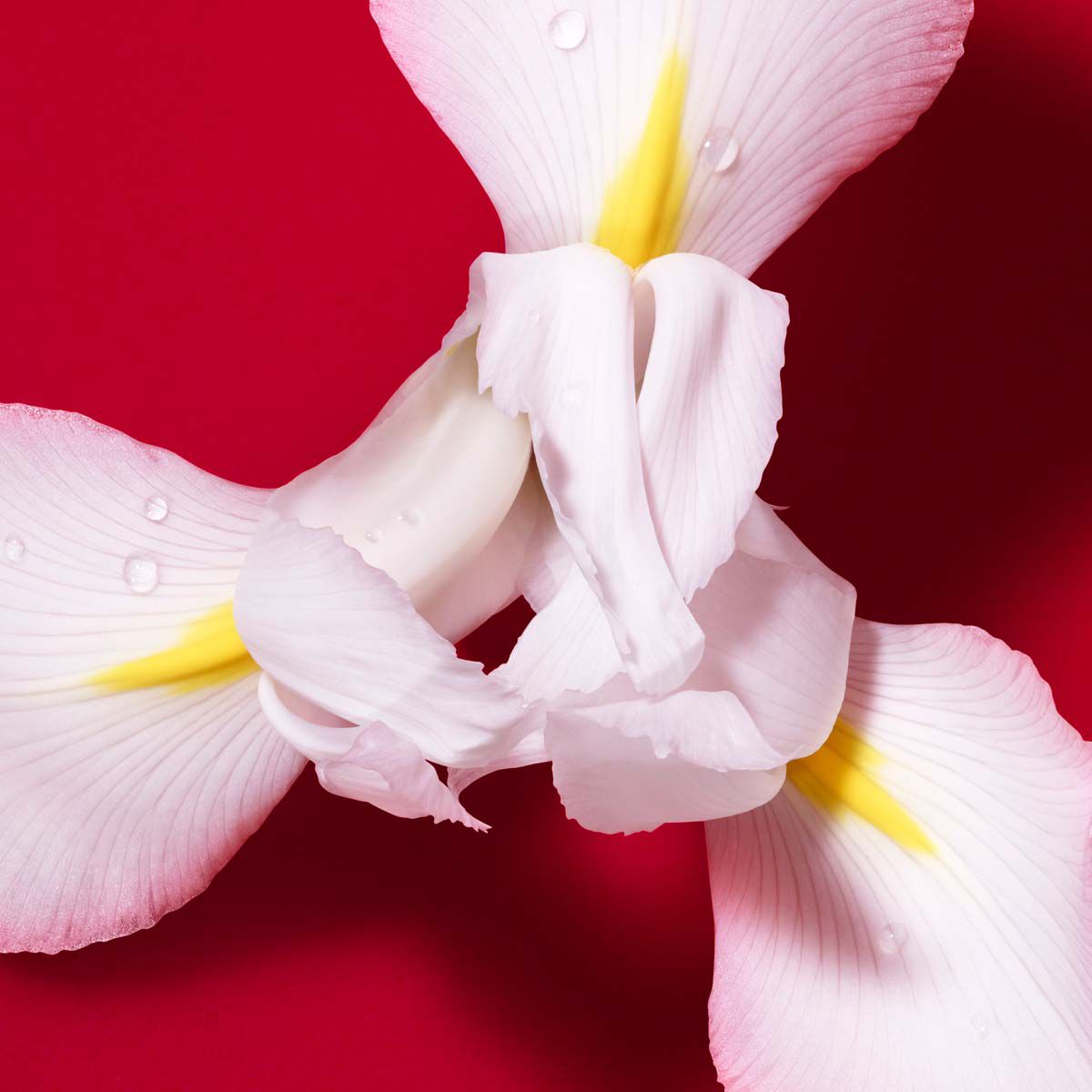 s  passione red bloom eau de parfum