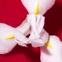 s  passione red bloom eau de parfum