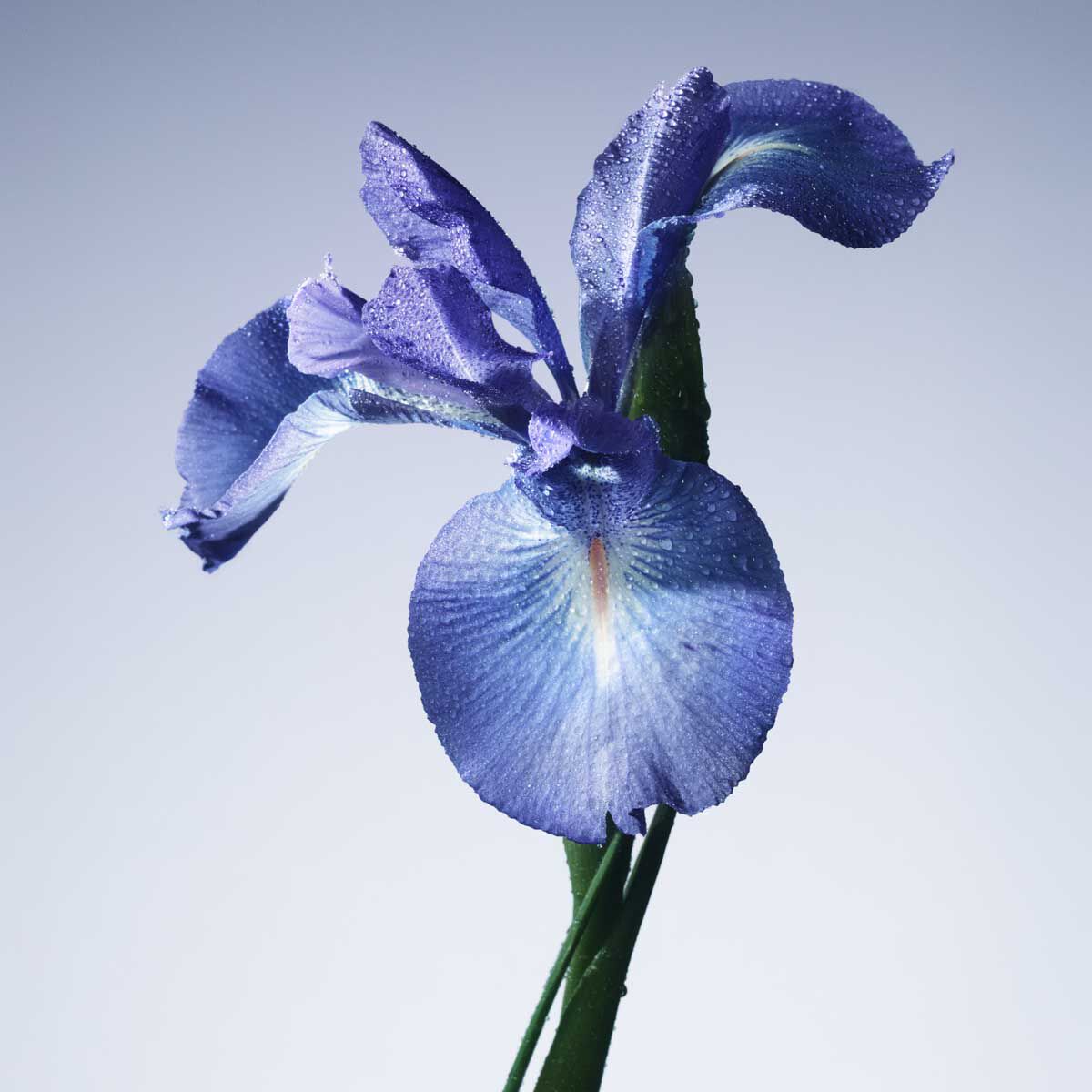armani priv  iris bleu eau de toilette
